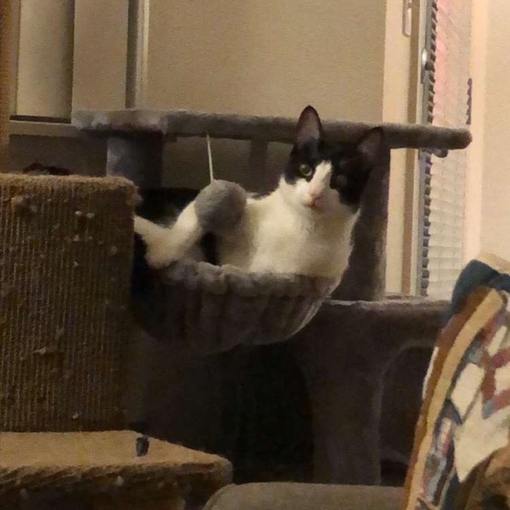 Meet your Posher, Meghan